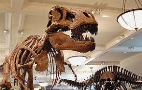 اكتشاف بقايا قطيع من 11 ديناصورا يعود تاريخها إلى 80 مليون عام