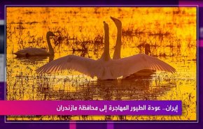 إيران...عودة الطيور المهاجرة إلى محافظة مازندران