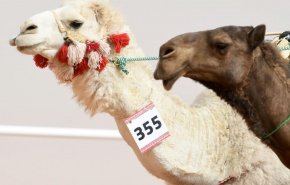 شترهای بوتاکس زده از رقابت در فستیوال عربستان منع شدند!