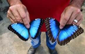 مربي يكرّس نصف حياته لزراعة الفراشات الزرقاء بكوستاريكا