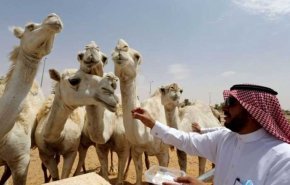 شدة البرد في السعودية تجمد الدموع في عيون الإبل- (شاهد) 