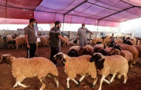 ليبيا: دعم حكومي للأعلاف بهدف إنقاذ الثروة الحيوانية
