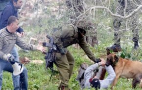 انداختن سگ‌های پلیس اسرائیل به جان فلسطینیان+ فیلم