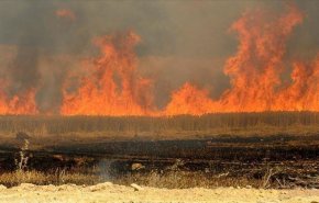 بالفيديو.. حريق هائل يلتهم اراض زراعية في كربلاء المقدسة