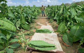تشديد الحصار الأميركي على كوبا يشل الاقتصاد الزراعي 