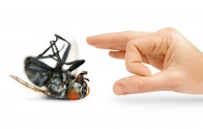احذر الأسباب التي تجعل منزلك بيئة خصبة لجذب الحشرات