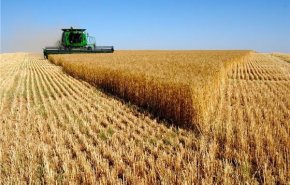 أمريكا تدعو الهند لإعادة النظر في قرار حظر تصدير القمح