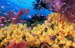 موجة ابيضاض تهدد الحاجز المرجاني العظيم في أستراليا