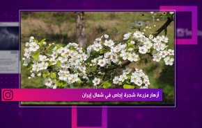 أزهار مزرعة شجرة إجاص في شمال ايران