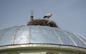 قبة مسجد عش طائر اللقلق في مدينة بنجول التركية