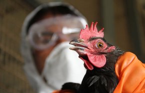 'إنفلونزا الطيور' يجتاح 30 ولاية أمريكية.. ورصد إصابات جديدة