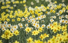 أزهار النرجس قد تكون مفتاح مكافحة مرض ألزهايمر