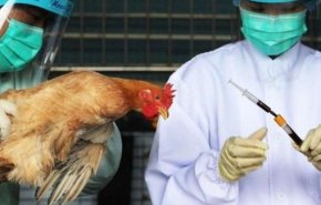 الولايات المتحدة تسجل أول حالة إصابة بإنفلونزا الطيور شديدة العدوى لدى البشر