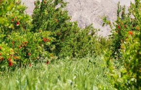 شاهد: حصاد زهور شجرة كلنار  بمدينة ارسنجان جنوب ايران