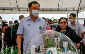تايلاند توزع مليون نبتة قنب له تأثير مخدر مجانا على السكان
