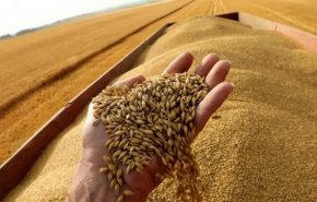 الهند تحظر تصدير القمح اعتبارا من اليوم