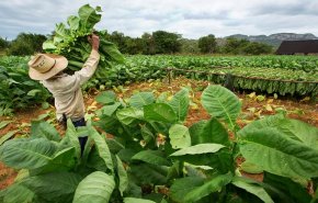 منظمة الصحة العالمية تحذر من آثار كارثية لزراعة وصناعة التبغ على البيئة