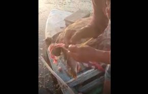 فيديو يثير الذعر.. ديدان تخرج من خياشيم أسماك حية في مصر