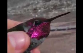 بالفيديو: طائر مذهل يتغير لون ريشه مع حركة رقبته
