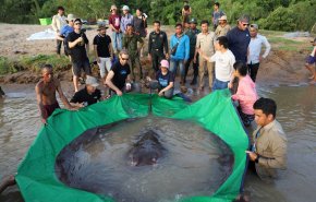 اصطياد أكبر سمكة مياه عذبة على الإطلاق في كمبوديا