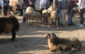 توافد الفلسطينيين الى سوق الماشية بمدينة نابلس قبيل عيد الأضحى المبارك
