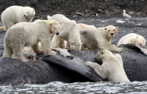 شاهد.. الدببة القطبية في معرض خطر البشر