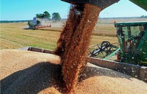 وزارة التموين المصرية تكشفت عن حجم احتياطي استراتيجي من القمح في البلاد 