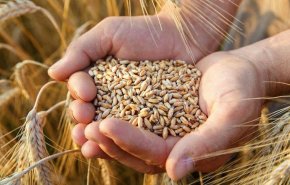 مصر تلغي عقودا لشراء 240 ألف طن من القمح الأوكراني