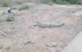 تمساح سرگردان در "ریکوکش" توسط مردم محلی زنده‌گیری شد + فیلم