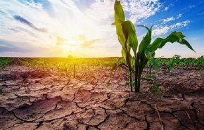 بحران آب در انگلیس محصولات کشاورزی را به خطر انداخت