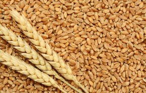 الزراعة الايرانية: نتجه نحو الاكتفاء الذاتي المستدام بانتاج القمح