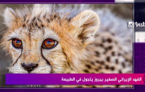 الفهد الايراني الصغير بيروز يتجول في الطبيعة