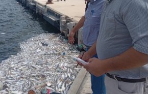 ليبيا.. تكرار نفوق الأسماك يؤشر إلى تزايد التلوث البحري
