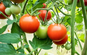 دراسة: الطماطم الأرجوانية المعدلة وراثيا تقاوم السرطان