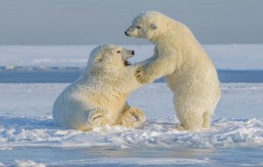 الدببة القطبية تخسر فرائسها وموئلها الجليدي بفعل الإحترار
