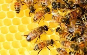 أي نوع من العسل هو الأكثر منفعة؟
