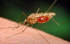 ازدياد معدلات الإصابة بالملاريا في السودان