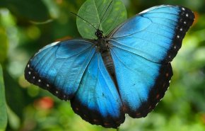 ما سبب نُدرة اللون الأزرق في الطبيعة؟