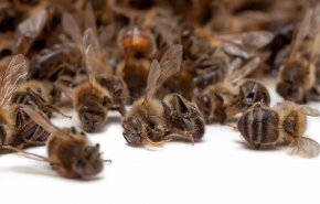 هل النحل مهدد حقا بالانقراض؟