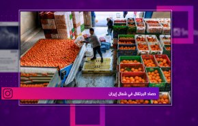 حصاد البرتقال في شمال ايران