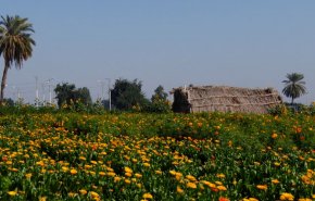 شاهد.. موسم قطف الزهور في مزارع خوزستان جنوب غرب إيران