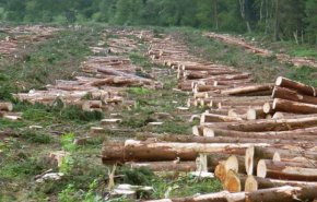 لبنان: زيادة القطع العشوائي للأشجار وسط انهيار اقتصادي