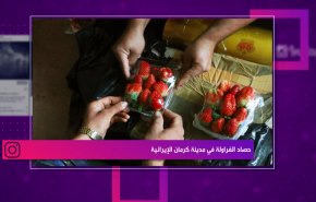 التواصل..حصاد الفراولة في مدينة كرمان الإيرانية

