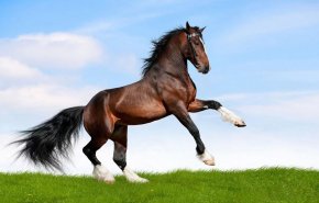 مهرجان للخيول جنوب غرب إيران لتكريم رواد الفروسية