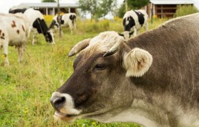 اكتشاف إصابة بجنون البقر في سويسرا