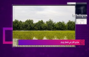 مزارع الأرز في شمال إيران