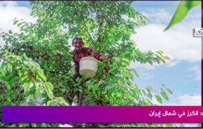 حصاد الكرز شمالي إيران