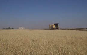 المجموعات المسلحة تستهدف الأراضي الزراعية في أرياف حلب