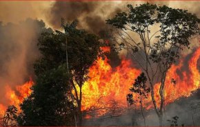 خطر يزداد بنسبة 59% بحلول نهاية القرن.. حرائق الغابات حطمت أرقاما قياسية