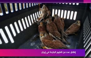 إطلاق عدد من الطيور الجارحة في ايران